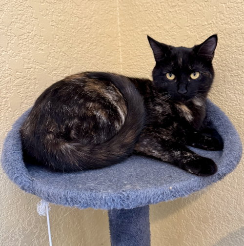 Willow, Baby Domestic Short Hair / Mixed (short coat), cat for adoption in Hurst, Texas