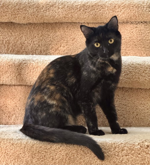 Willow, an adoptable Domestic Short Hair in Arlington, TX