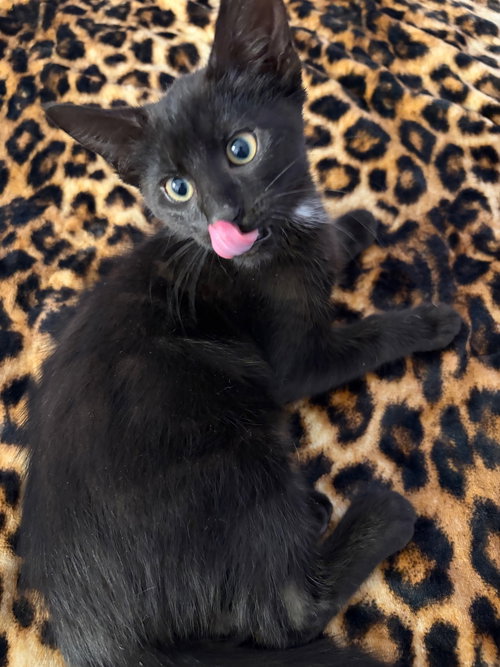 Hambone, an adoptable Domestic Short Hair in Arlington, TX