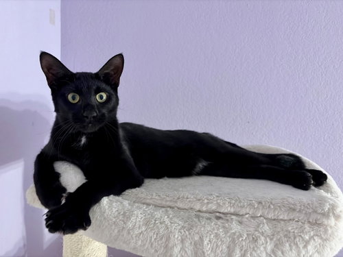 Hambone, a cat for adoption from Purrfect Cats