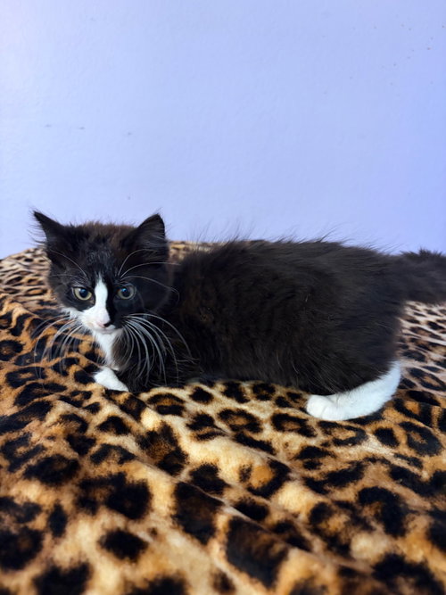 Porkchop, an adoptable Domestic Medium Hair in Arlington, TX