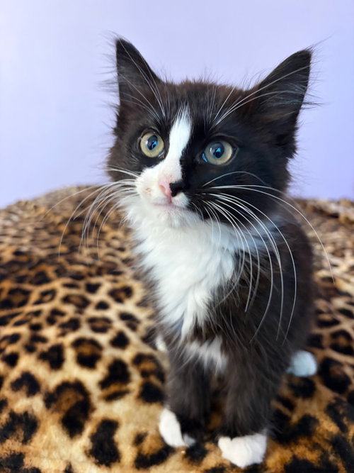 Bacon Bits, an adoptable Domestic Medium Hair in Arlington, TX