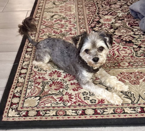 Teddy