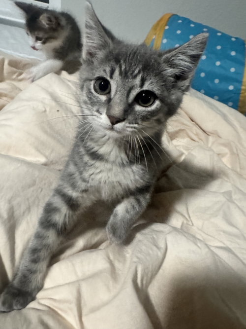 Mousse
