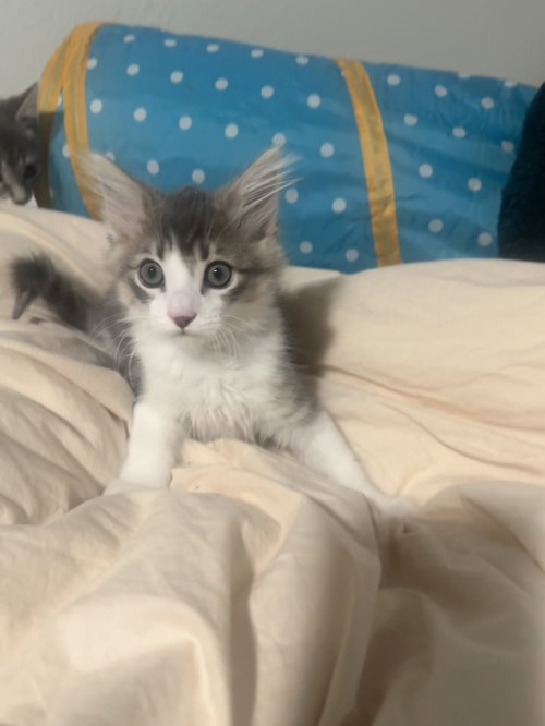 Mochi