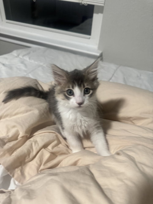 Mochi photo 2