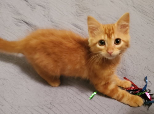 Lil Red