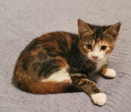Mocha