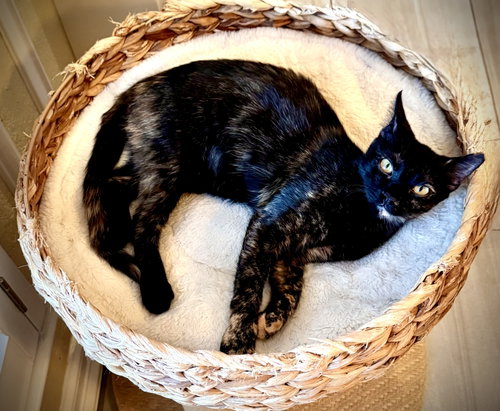 Dawn, a cat for adoption from Purrfect Cats
