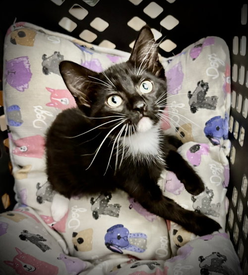 Biscuits, a cat for adoption from Purrfect Cats