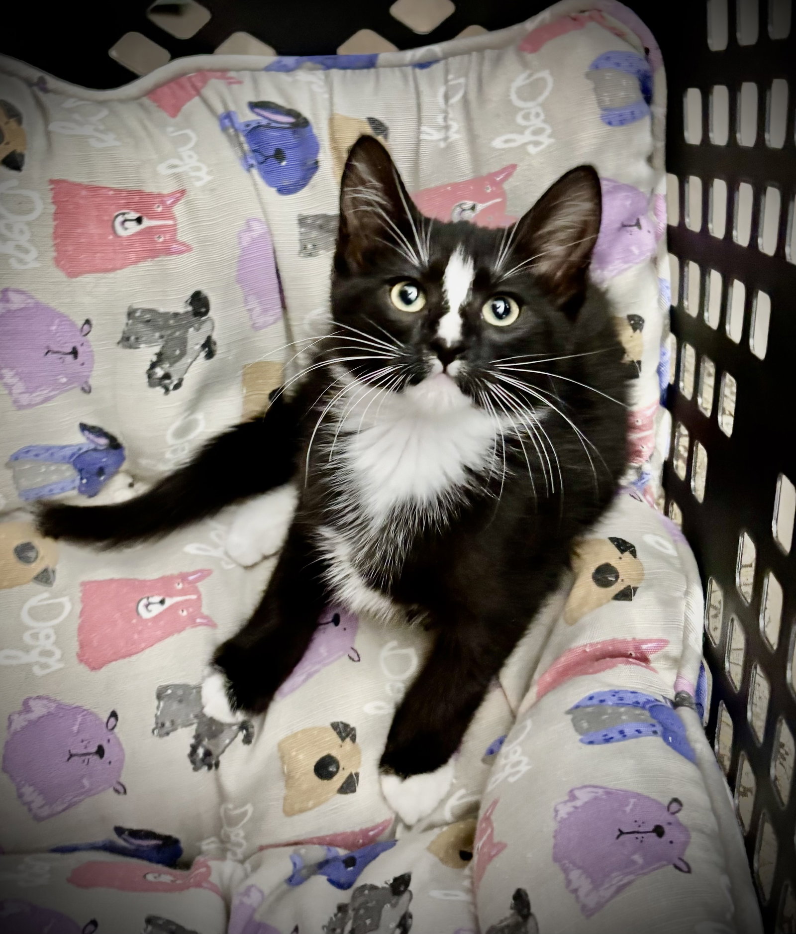 Waffles, Domestic Short Hair