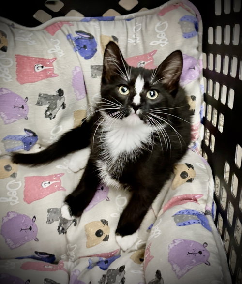 Waffles, a cat for adoption from Purrfect Cats