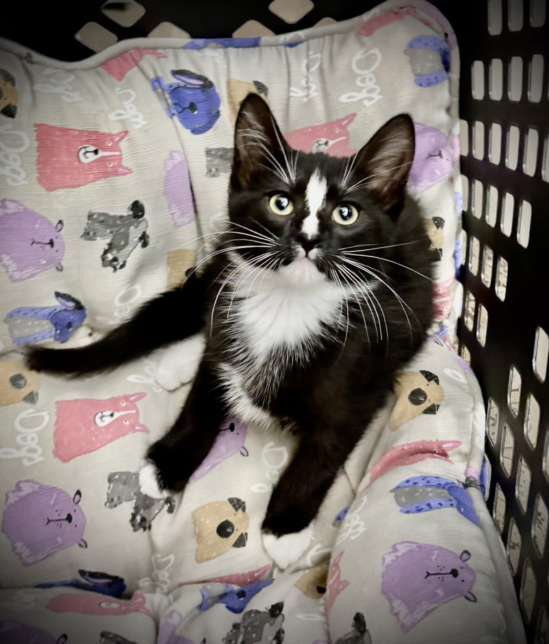 Waffles, a male kitten up for adoption
