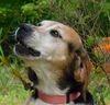 adoptable Dog in statesville, NC named Gertie