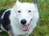 adoptable Dog in statesville, NC named Baxter