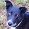 adoptable Dog in statesville, NC named Jen