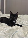 adoptable Cat in , PA named Phineas