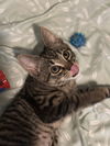 adoptable Cat in , PA named Ferb