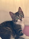 adoptable Cat in , PA named Gloria