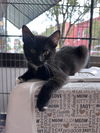 adoptable Cat in , PA named Archie