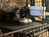 adoptable Cat in  named Precious