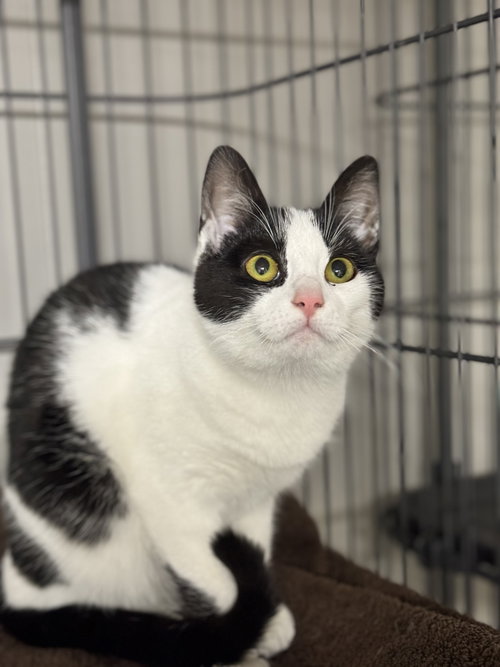 picture of the cat needing adoption
