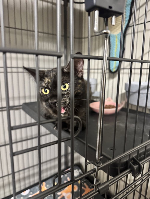 picture of the cat needing adoption