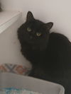 adoptable Cat in , MA named Phantom
