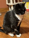 adoptable Cat in  named Tom