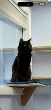 adoptable Cat in Springfield, MA named Onyx