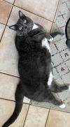 adoptable Cat in  named Doc