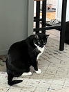 adoptable Cat in  named Handsome Boy
