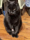 adoptable Cat in  named Sparkle
