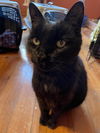 adoptable Cat in  named Strype