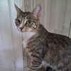 adoptable Cat in Springfield, MA named Trouble