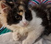 adoptable Cat in  named Madonna (Spirit Kitten)