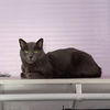 adoptable Cat in Springfield, MA named Regal