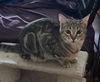 adoptable Cat in Springfield, MA named Noel (Spirit Cat)