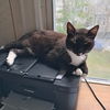 adoptable Cat in Springfield, MA named Buster