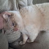 adoptable Cat in  named Booter