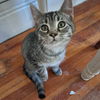 adoptable Cat in Springfield, MA named Happy