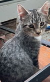 adoptable Cat in Springfield, MA named Sneezy