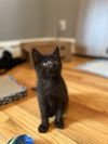adoptable Cat in Springfield, MA named Dean Martin