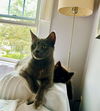adoptable Cat in Springfield, MA named Lola (Bonded with baby Button)