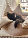 adoptable Cat in  named Button (Bonded with mother Lola)