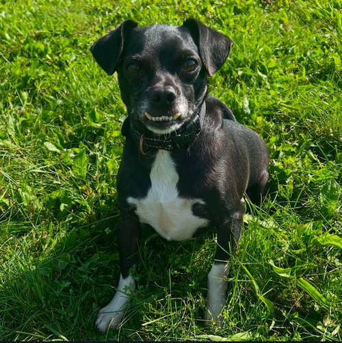 Lazlo, an adoptable Chihuahua in Hudson, NY