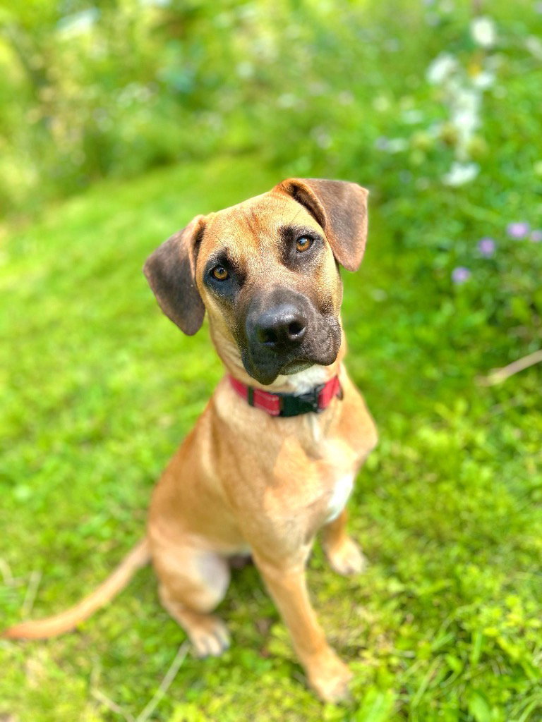 Mastiff