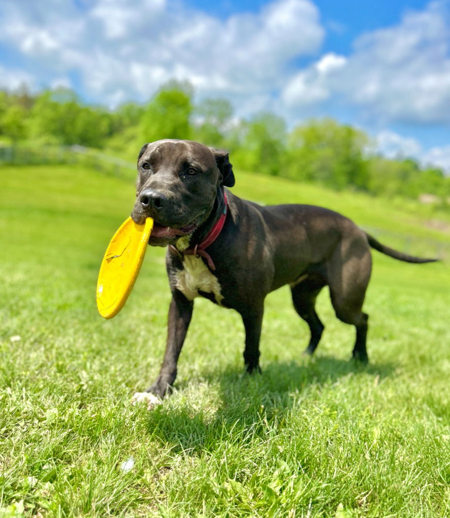 adoptable Dog in Hudson, NY named Zeus