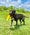 adoptable Dog in  named Zeus