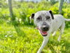adoptable Dog in  named Malaysia